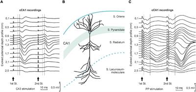 Transsynaptic Long-Term Potentiation in the Hippocampus of Behaving Mice